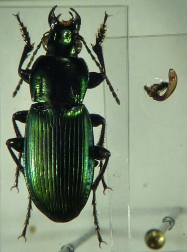 Réf. 98 604 : Poecilus lepidus