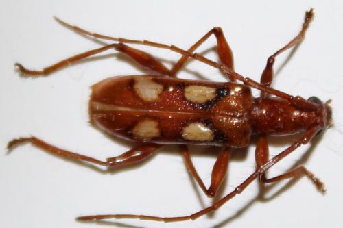 Réf. 98 776 : Tapuruia beebei