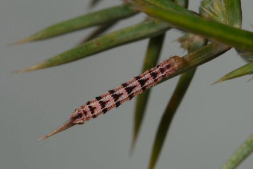 Eupithecia pusillata