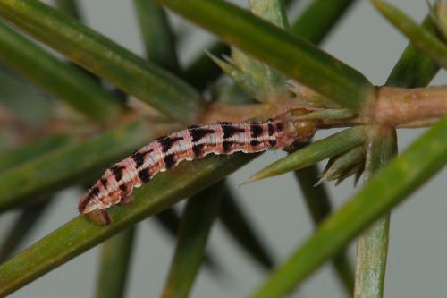 Réf. 98 995 : Eupithecia pusillata