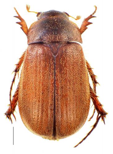 Triodontella bucculenta