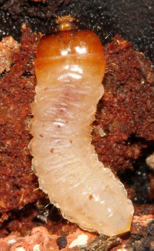 Réf. 98 301 : Rhagium mordax