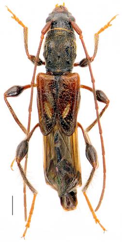 Réf. 98 388 : Molorchus minor