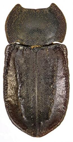 Asida carinata
