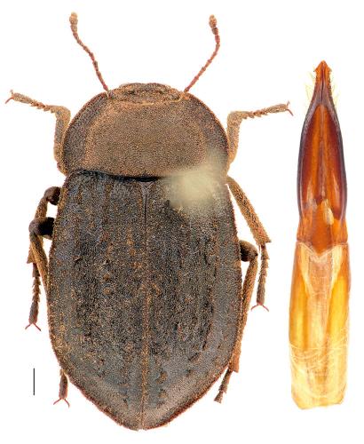 Asida dejeanii