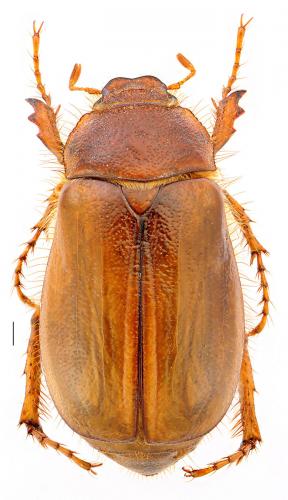 Rhizotrogus cicatricosus