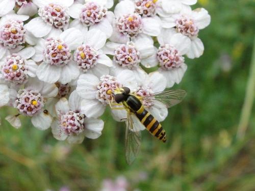 Sphaerophoria sp.