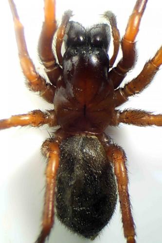 Coelotes atropos
