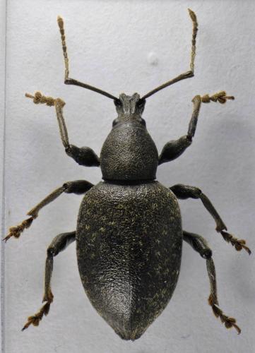 Réf. 98 367 : Otiorhynchus hungaricus