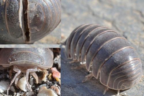 Armadillo officinalis