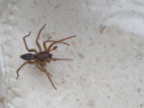 Clubiona corticalis
