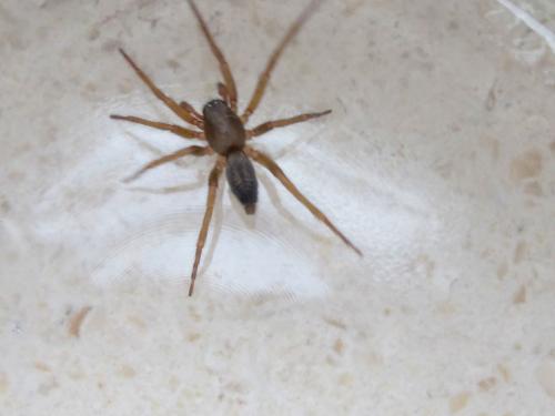 Clubiona corticalis