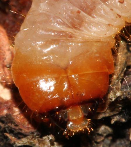 Rhagium mordax