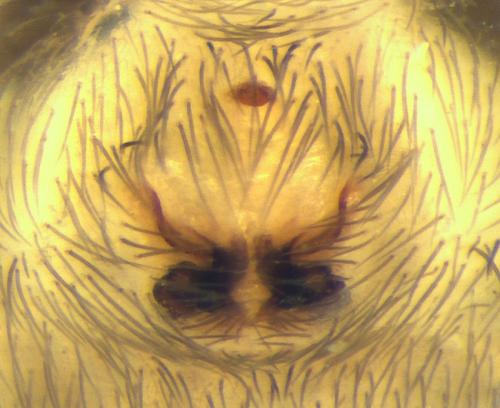 Réf. 98 072 : Mesiotelus tenuissimus