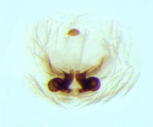 Mesiotelus tenuissimus