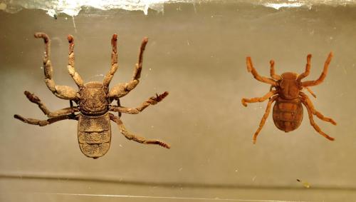 Ricinoides sp.