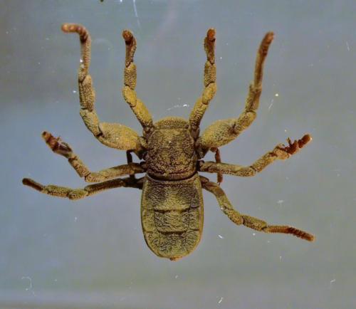 Ricinoides sp.