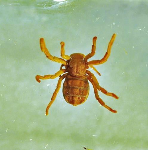 Ricinoides sp.