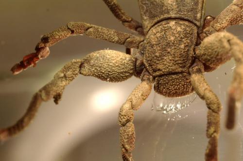 Réf. 98 624 : Ricinoides sp.