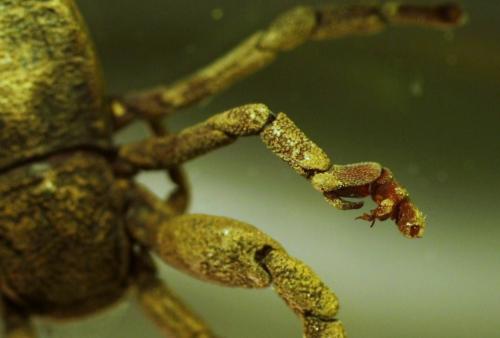 Ricinoides sp.