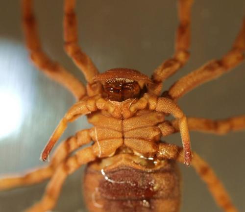 Réf. 98 625 : Ricinoides sp.