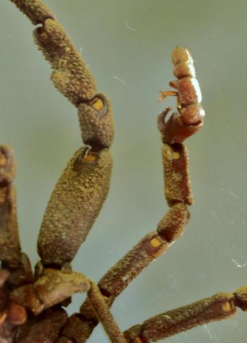 Ricinoides sp.
