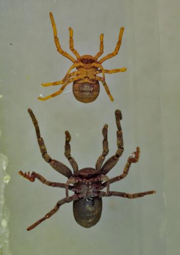 Ricinoides sp.