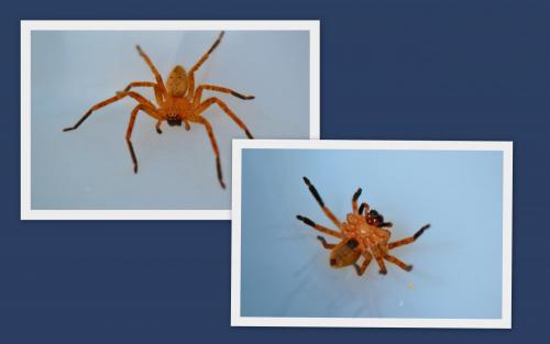 Olios argelasius