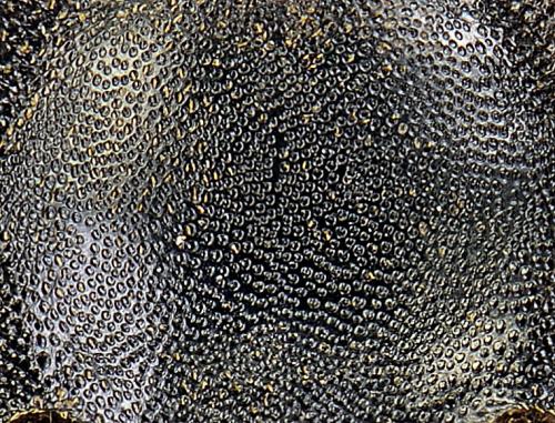 Asida carinata
