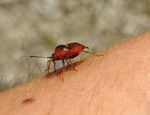 Deraeocoris ruber