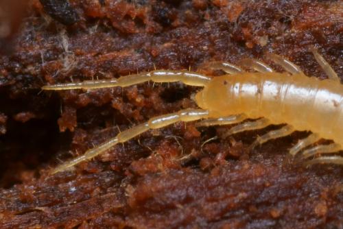 Pleurogeophilus mediterraneus