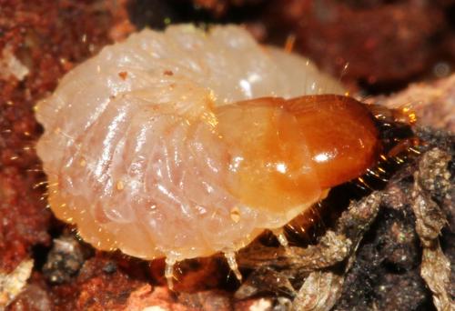 Rhagium mordax