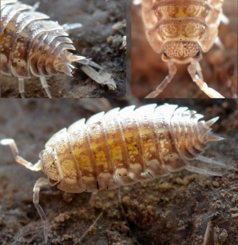 Réf. 98 760 : Lucasius pallidus