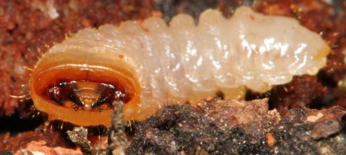 Rhagium mordax