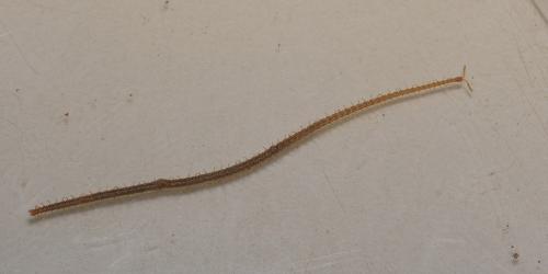 Réf. 98 265 : Dignathodon microcephalus