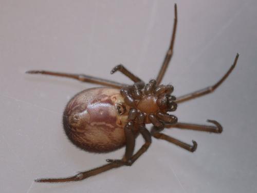 Steatoda grossa