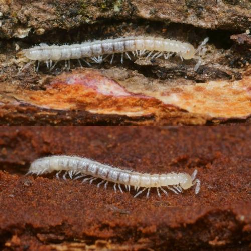 Macrosternodesmus palicola