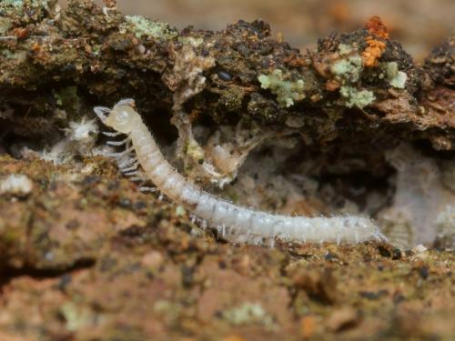Macrosternodesmus palicola