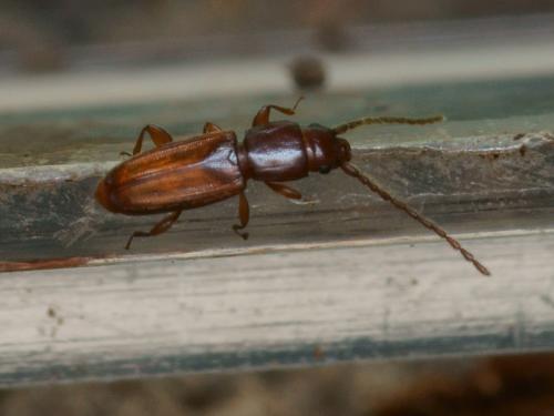 Placonotus sp.