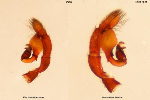 Dasumia taeniifera