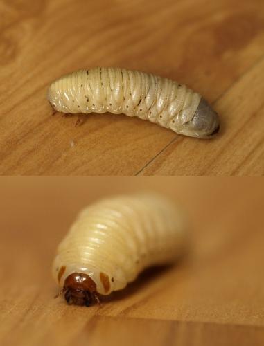 Cetonischema speciosissima