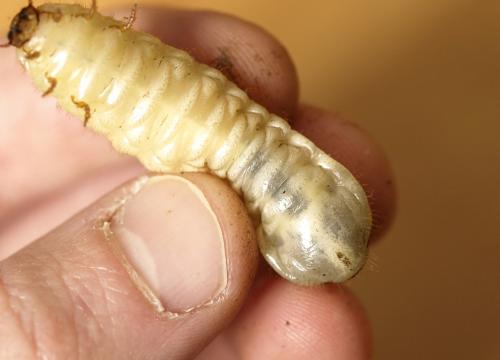 Cetonischema speciosissima