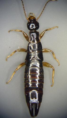 Euborellia annulipes