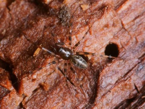 Réf. 98 096 : Lepthyphantes minutus