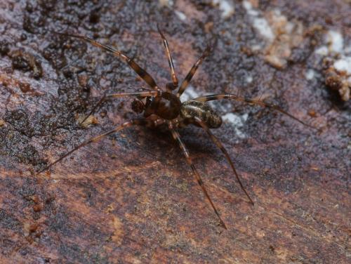 Réf. 98 094 : Lepthyphantes minutus