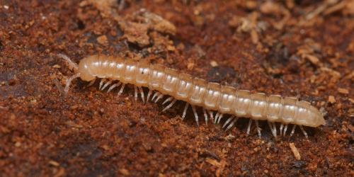 Réf. 98 544 : Oxidus gracilis