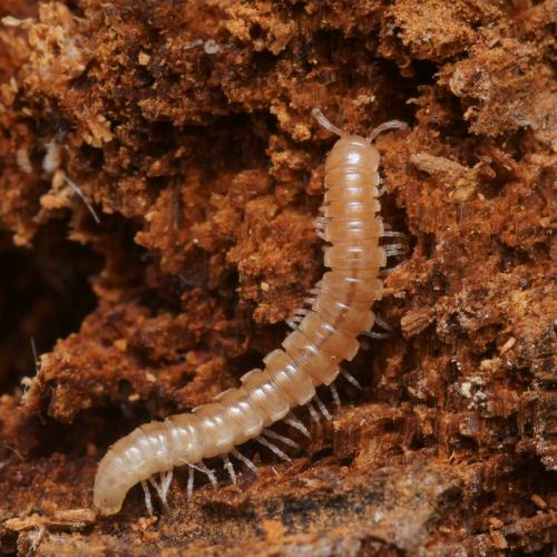 Réf. 98 545 : Oxidus gracilis