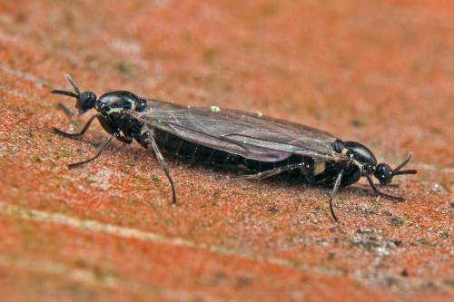 Réf. 98 645 : Scatopse notata