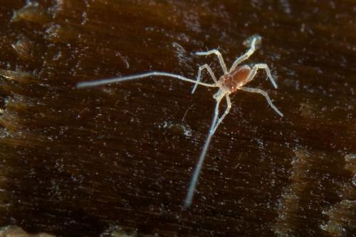 Réf. 98 352 : Linopodes sp.