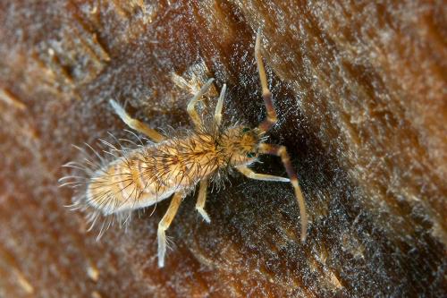 Réf. 98 353 : Orchesella villosa